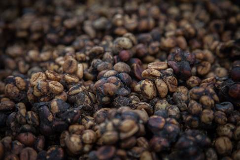 ÐаÑÑинки по запÑоÑÑ Ðопи ÐÑвак (Kopi Luwak)